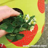 Step 7 how to plant and water a strawberry planter