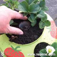 Step 8 how to plant and water a strawberry planter