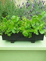 Stain a planter box
