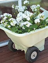 Turn an old plastic wheelbarrow into a stylish summer planter