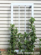 Build a plant support frame