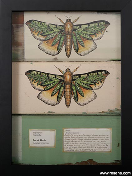 Puriri moth